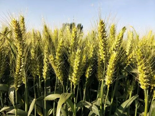 閑置小麥種子脫粒機(jī)保存不當(dāng)會(huì)出現(xiàn)哪些故障？